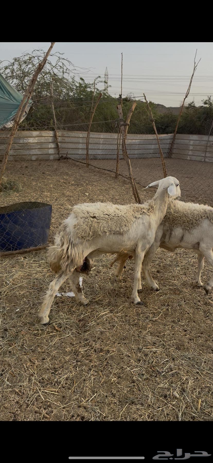 5 sheep, payment freedom for one customer at 75064384479060355111