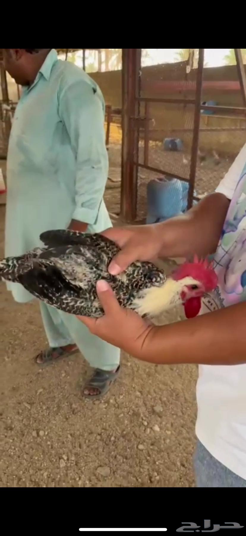 ديوك للبيع64389072494209110