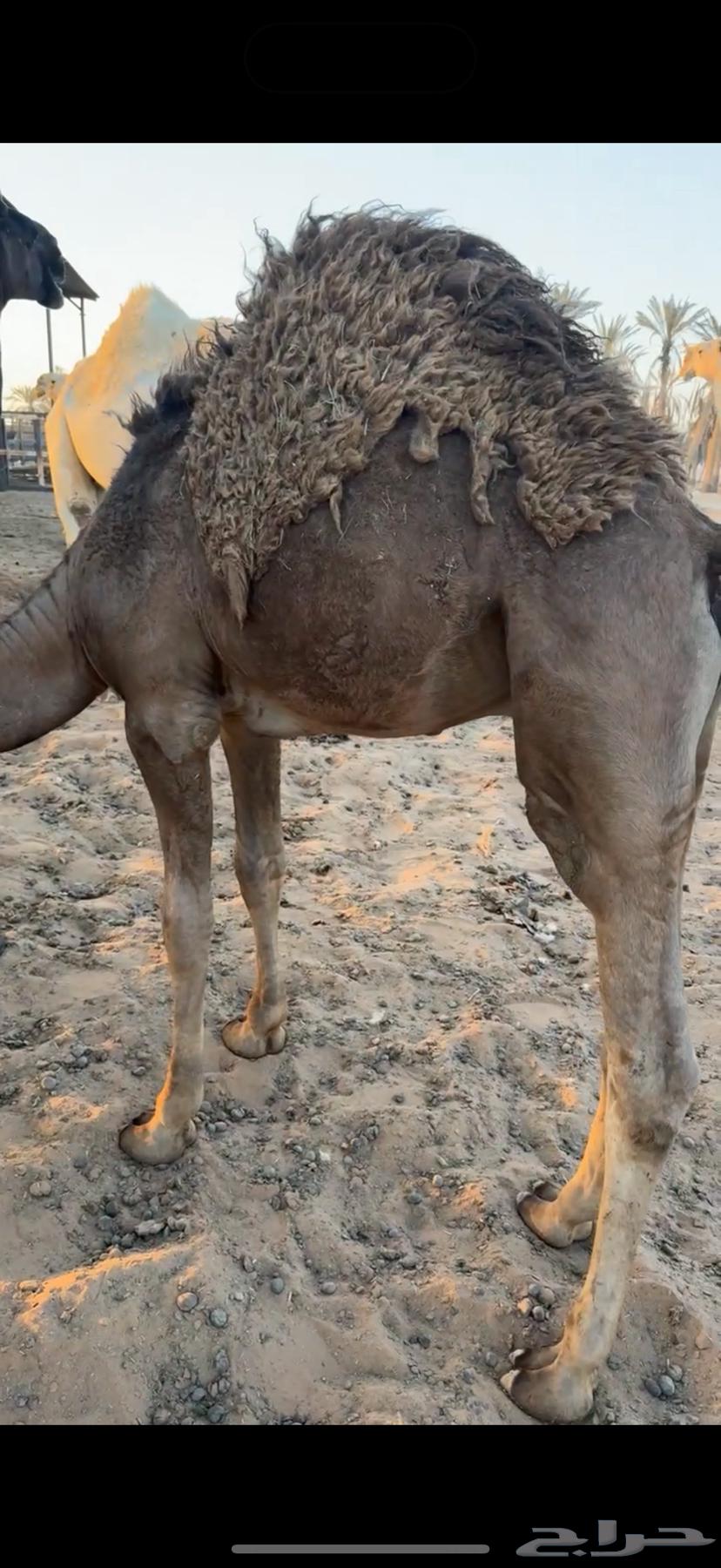 قعود للبيع قصب64378032458370111