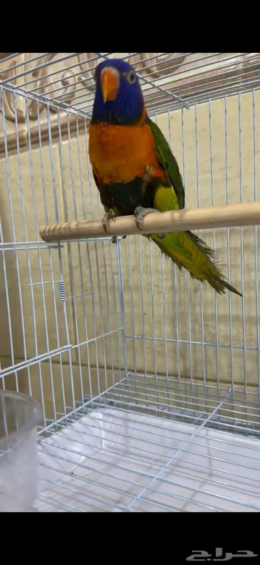 Joz Lori ready, analyzed with test results64391202228610111