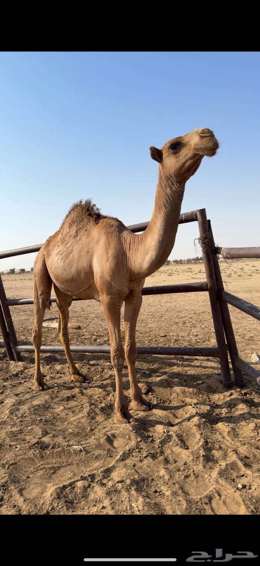 للبيع قعود حاشي64384731321219110