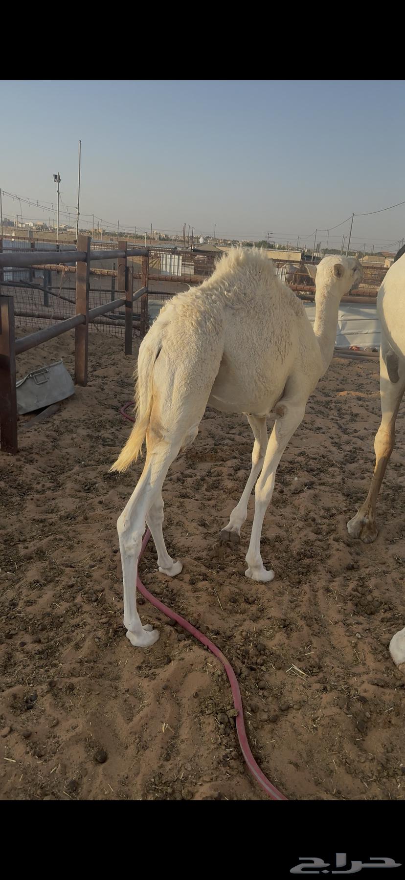 حاشي لباني64388385639299113