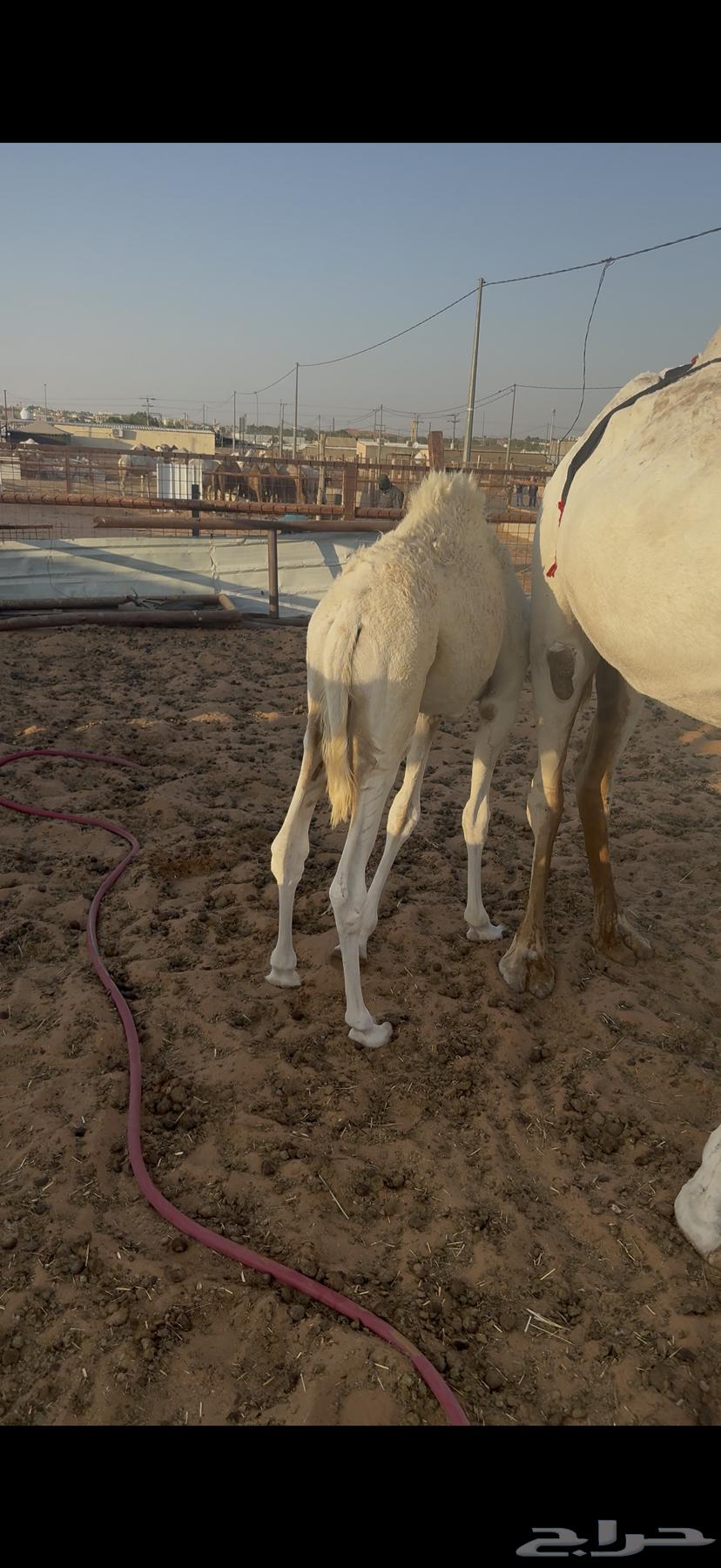 حاشي لباني64388385639299112