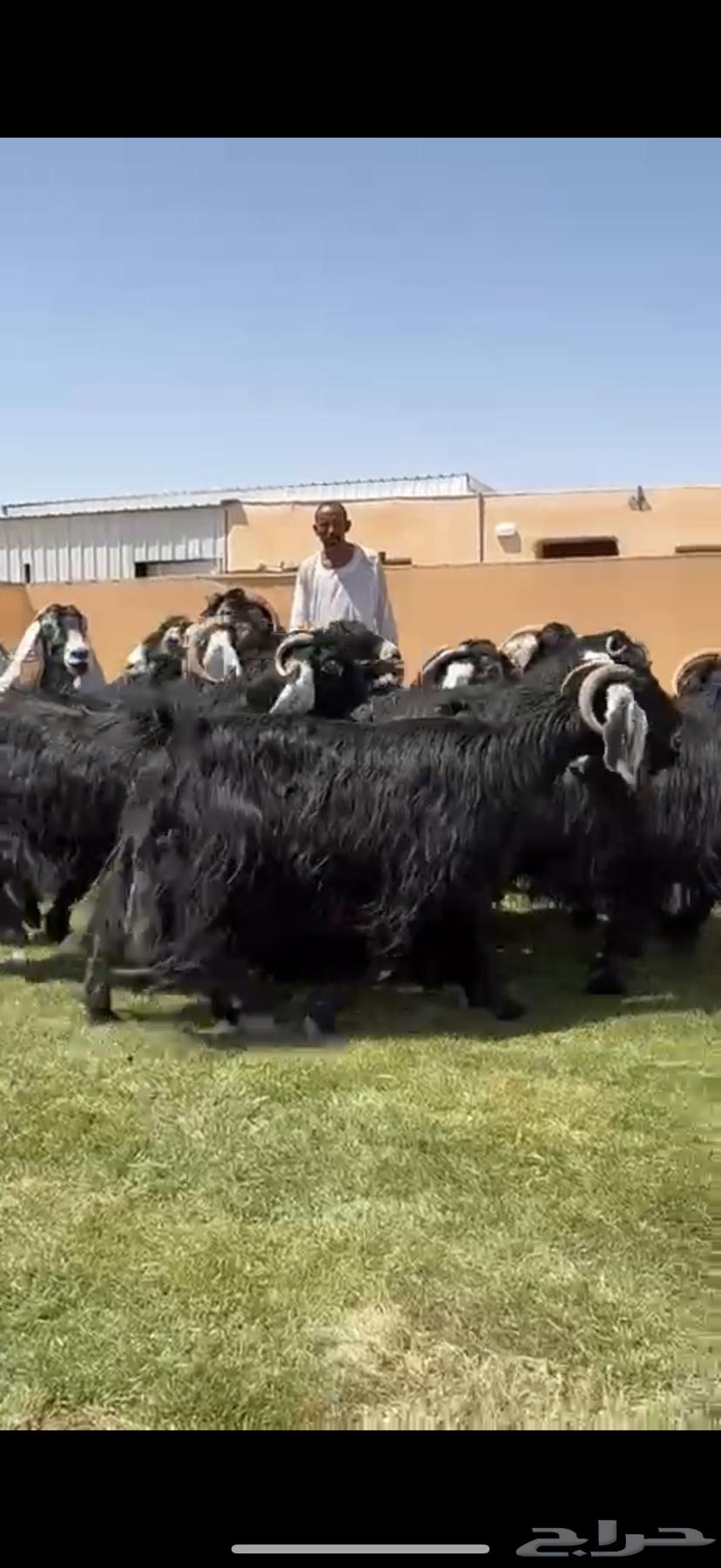 Good Condition Goats for Sale, Mostly Fattened64391756621441114