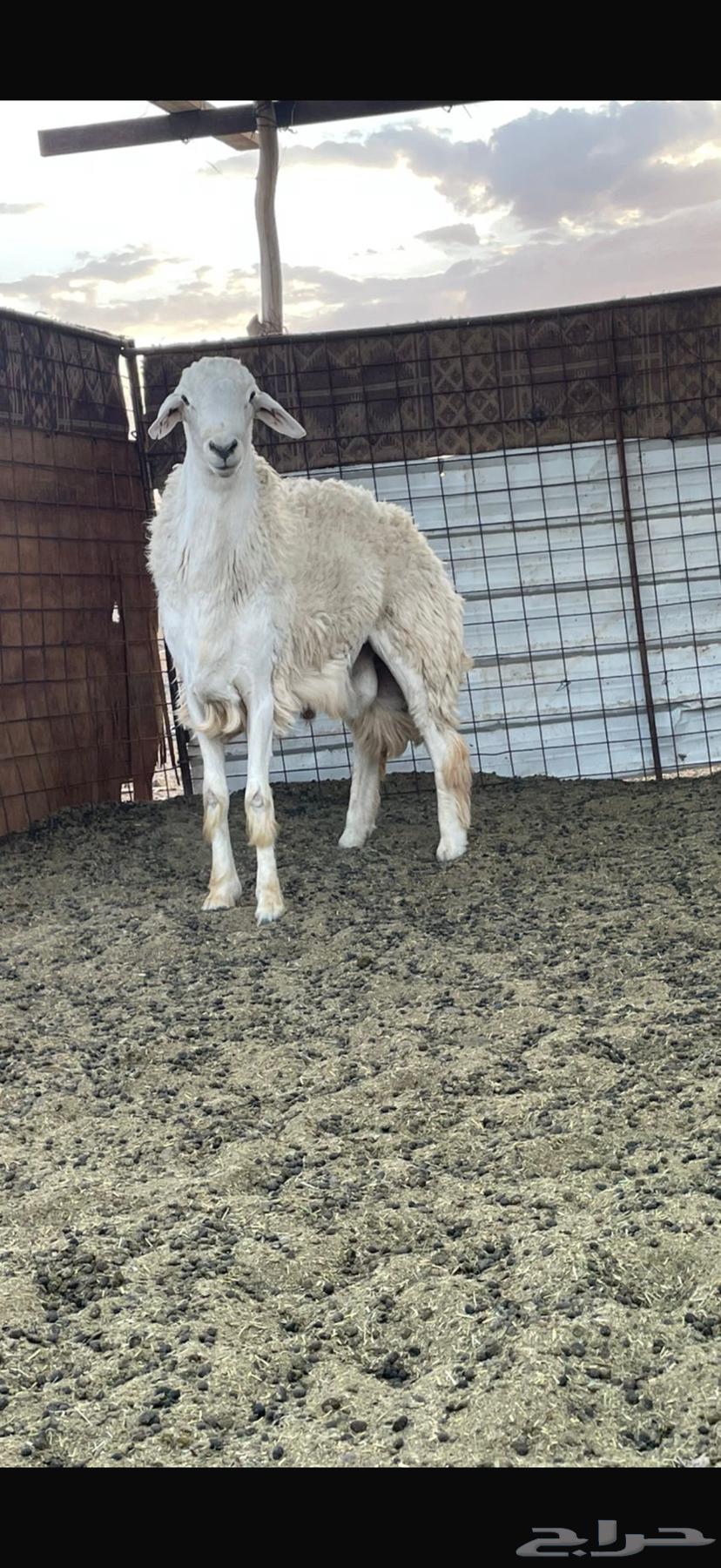 طلي ( حري )64389585021186111