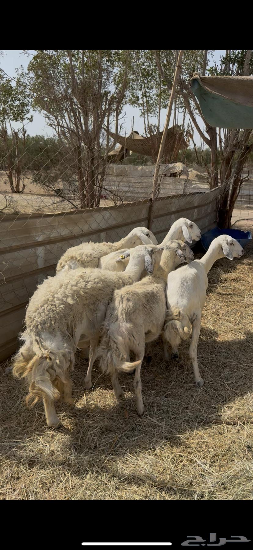 5 sheep, payment freedom for one customer at 75064384479060355110