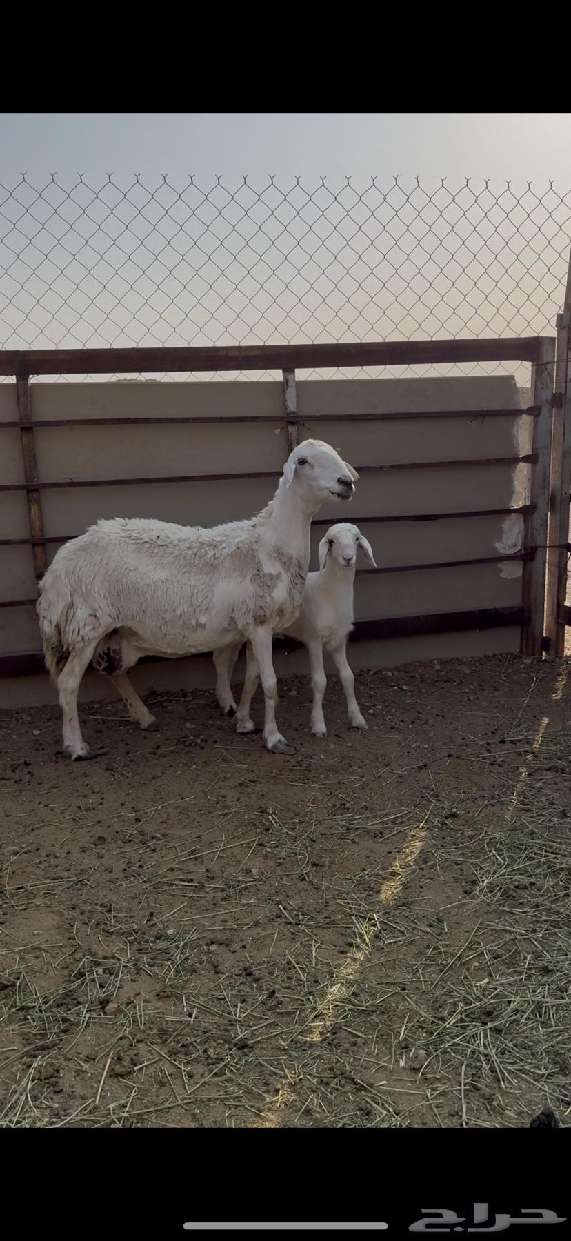 للبيع شاه حرشا64385299667201110