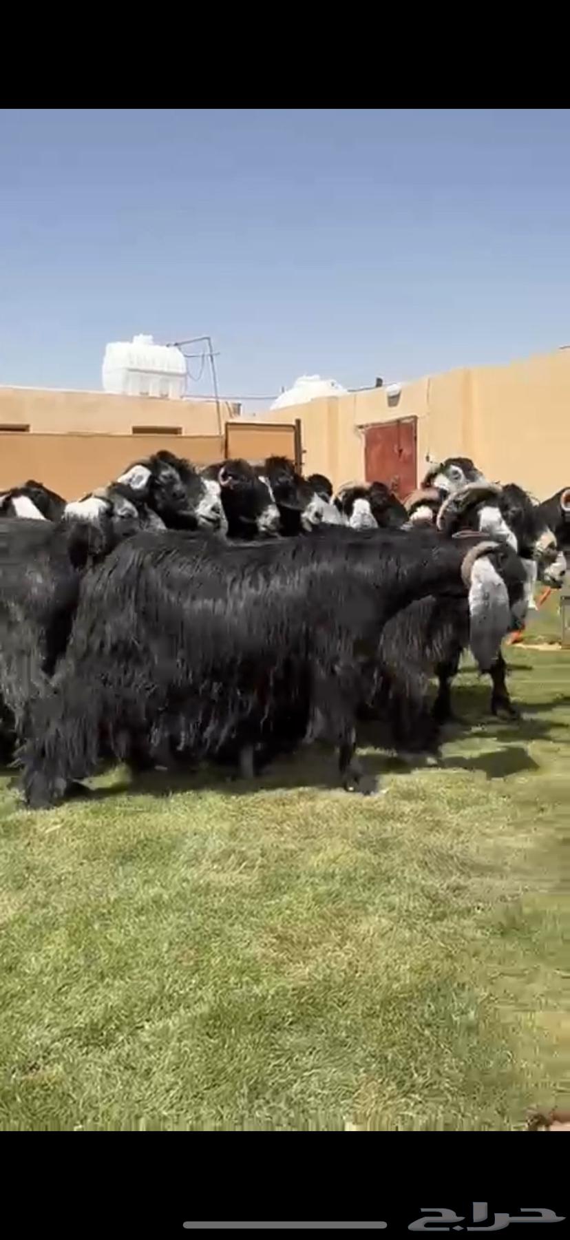 Good Condition Goats for Sale, Mostly Fattened64391756621441111