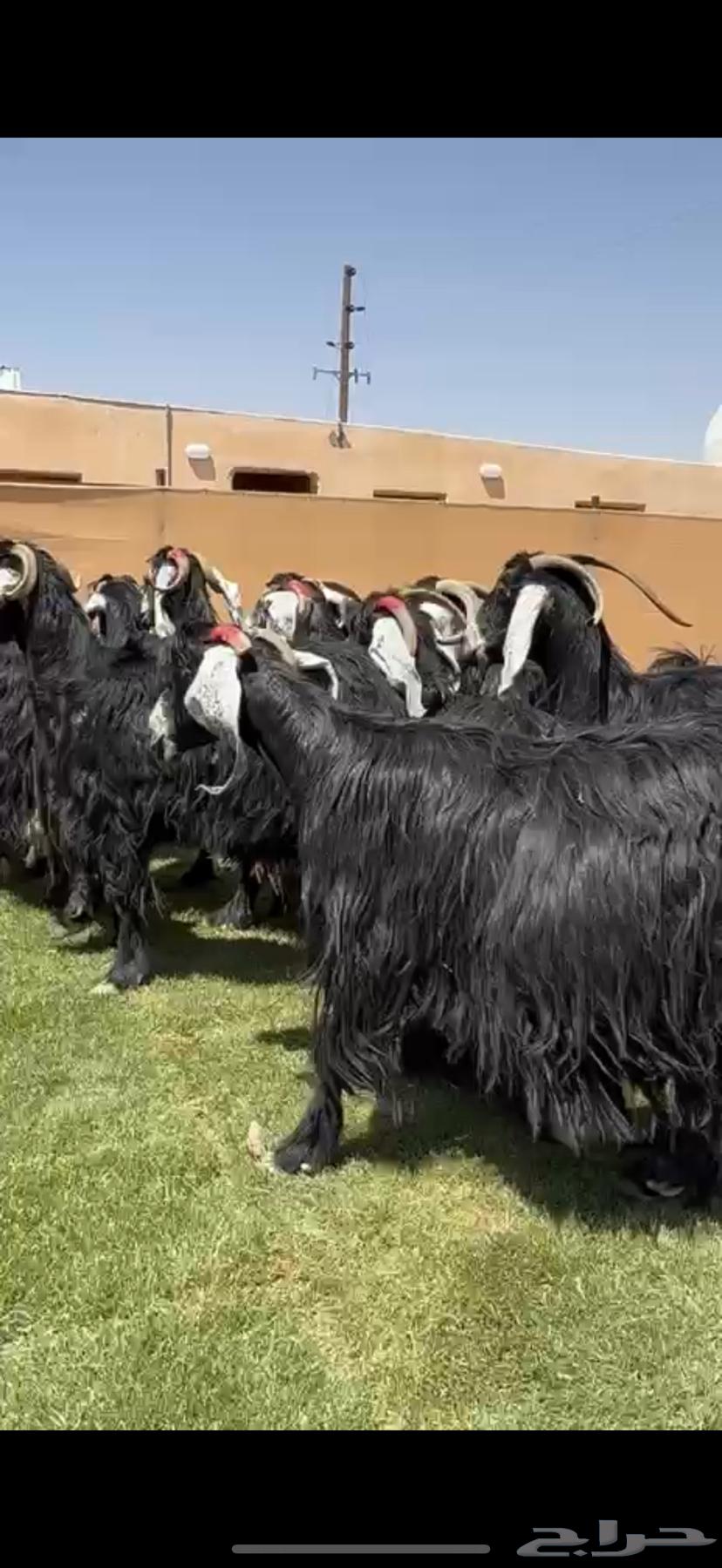 Good Condition Goats for Sale, Mostly Fattened64391756621441112