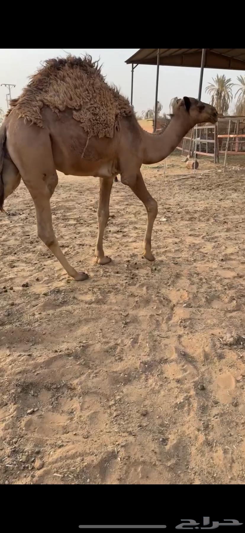 قعود للبيع قصب64378032458370110