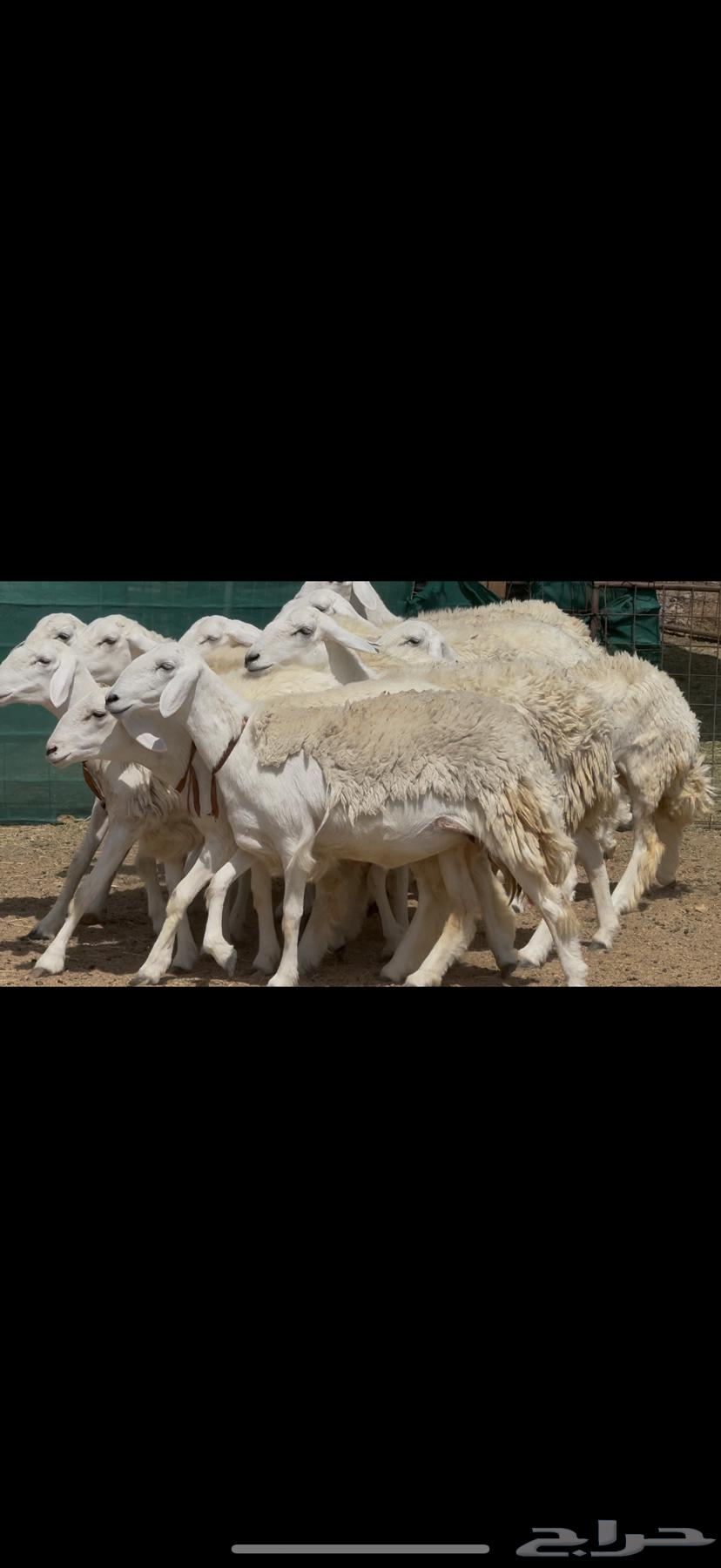 رخال حريات حرش صنف الصنف64389681320322110