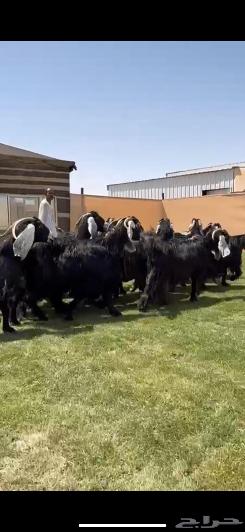 Good Condition Goats for Sale, Mostly Fattened64391756621441113