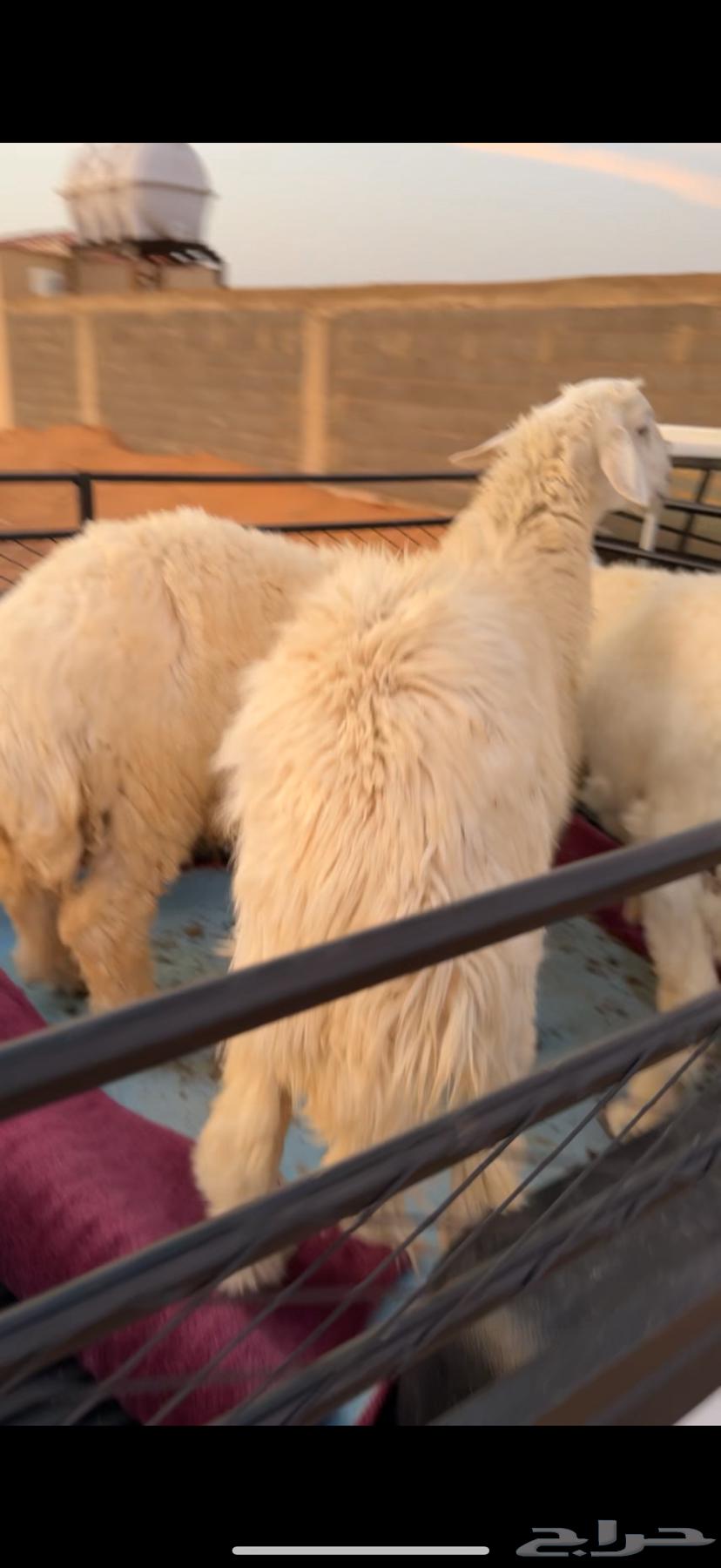 9 طليان كفو64382679607681112