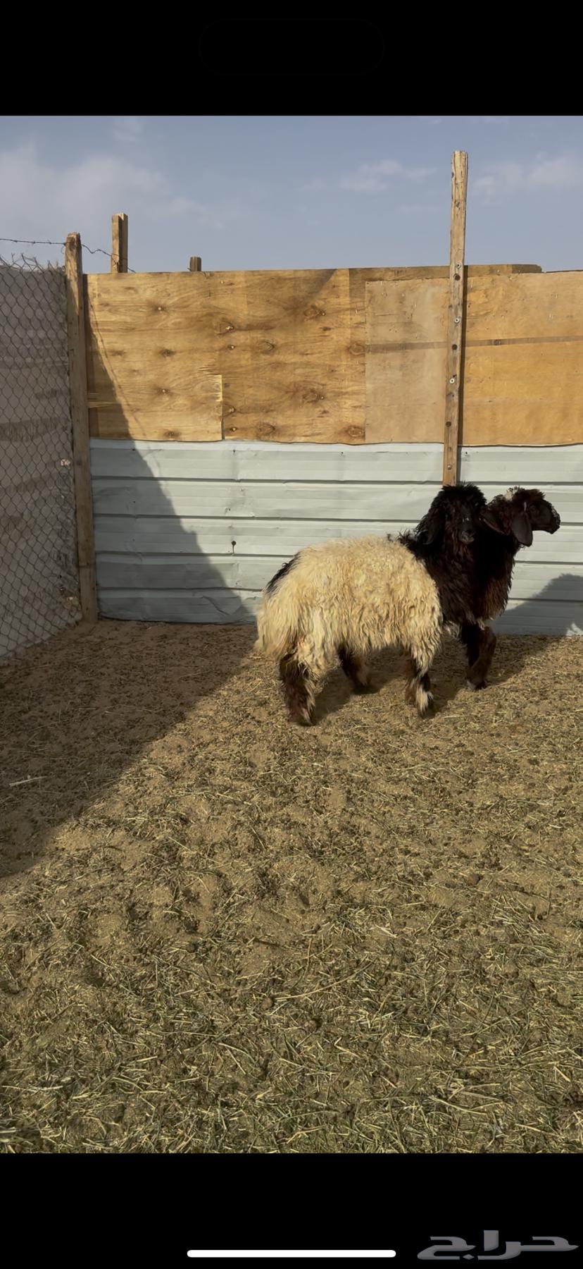 للبيع رخال نعيم بالرياض64382390599298110