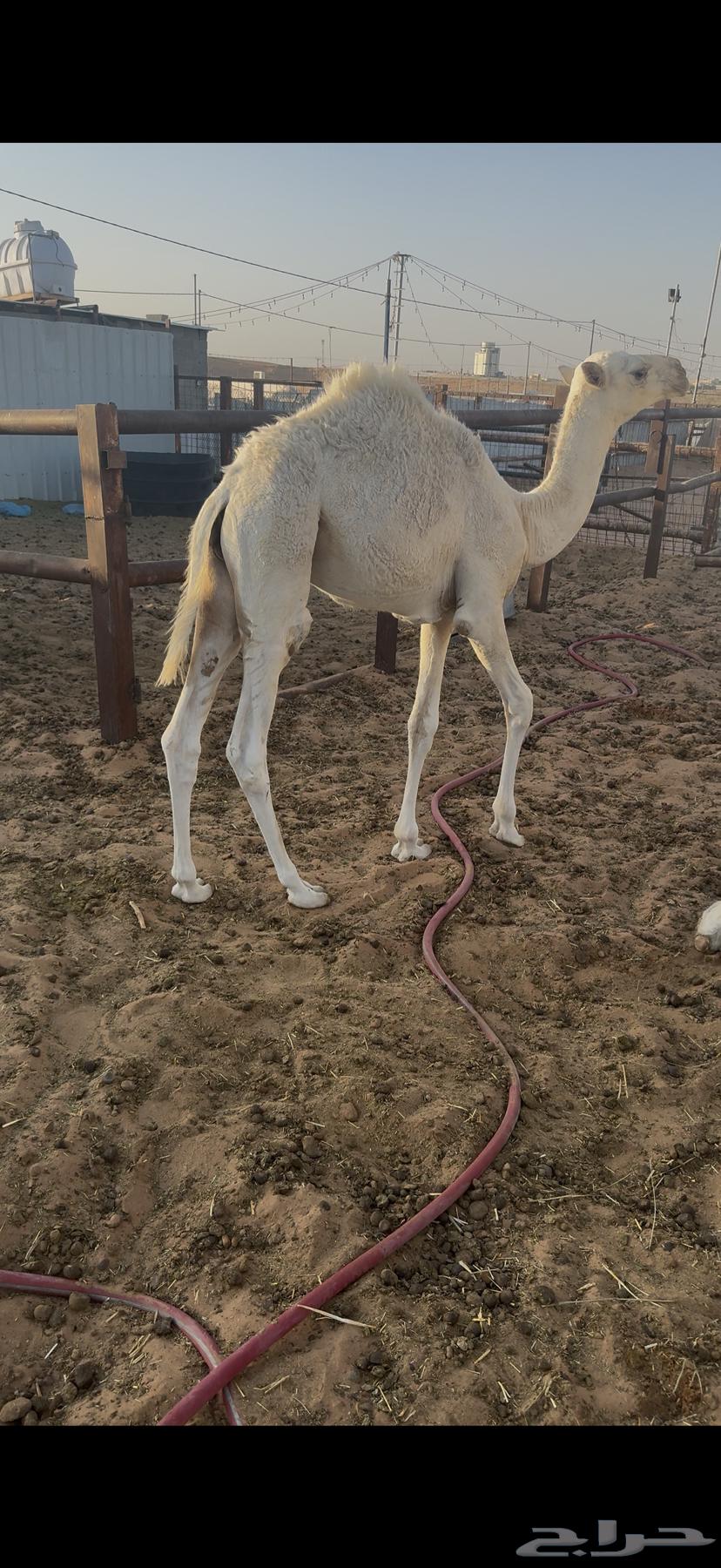 حاشي لباني64388385639299111