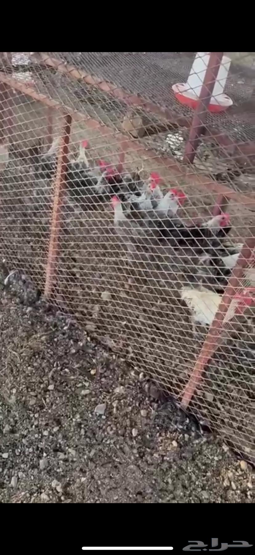 ديوك للبيع64389072494209111