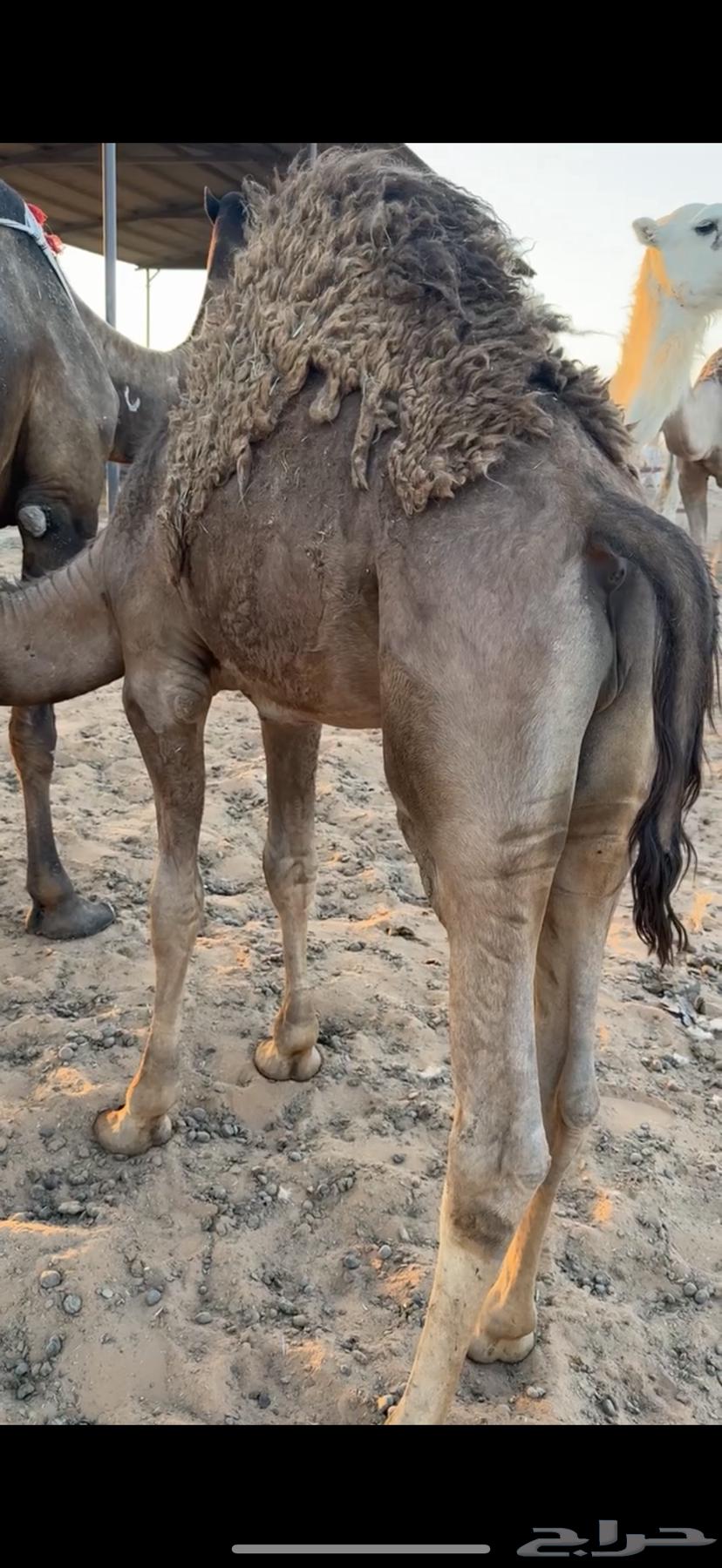 قعود للبيع قصب64378032458370112