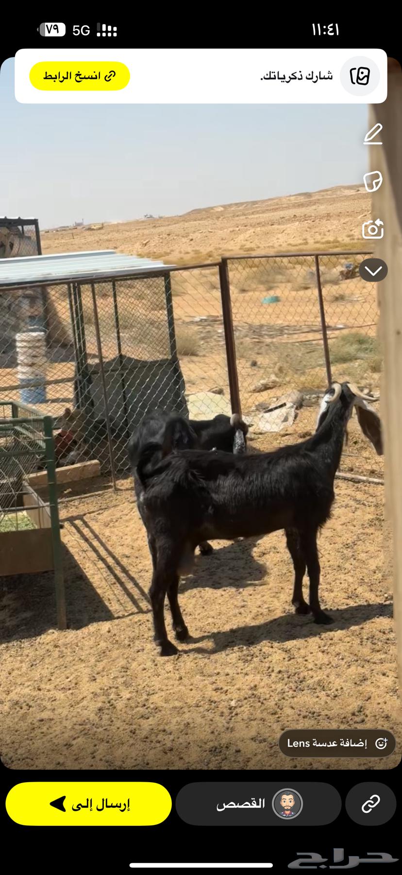 عنزين وتيس64382100533379111