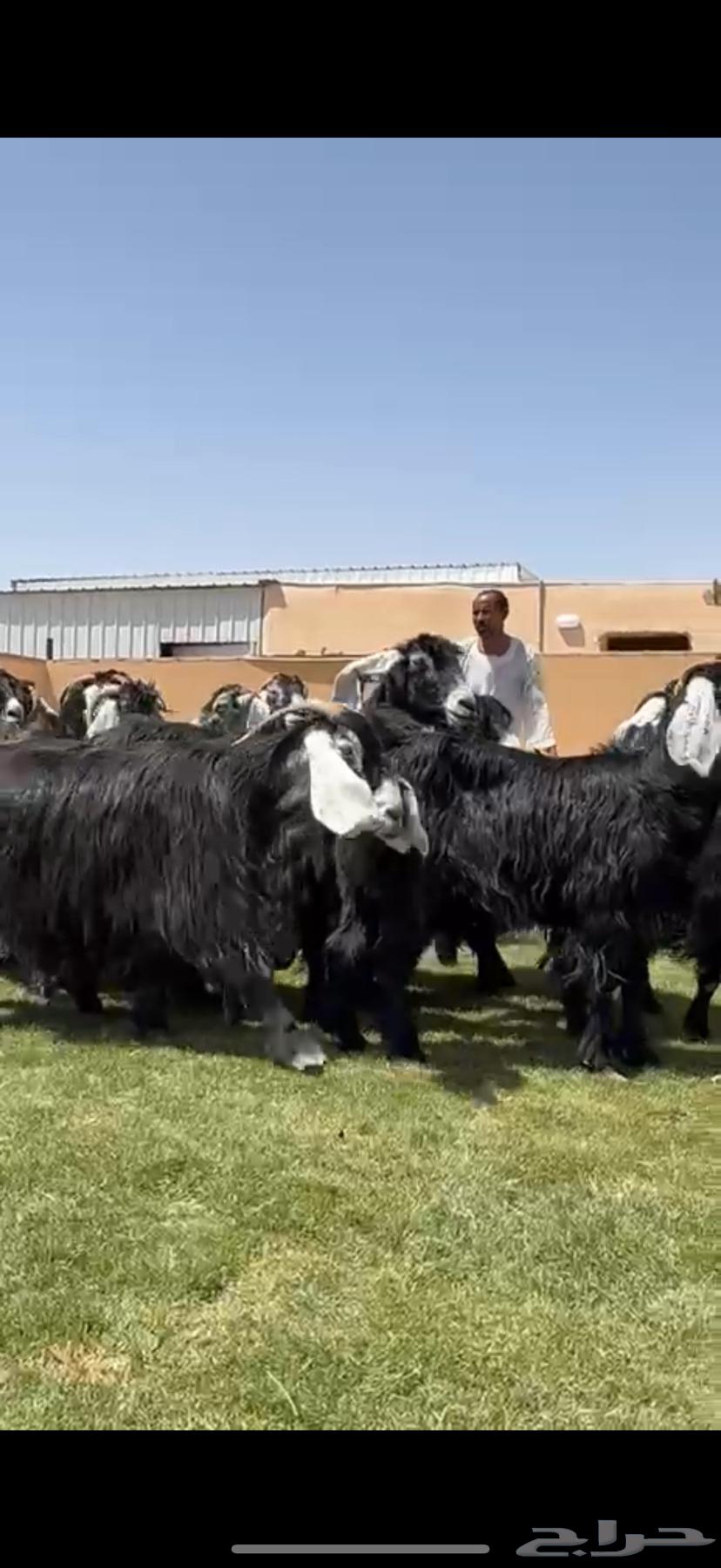 Good Condition Goats for Sale, Mostly Fattened64391756621441110