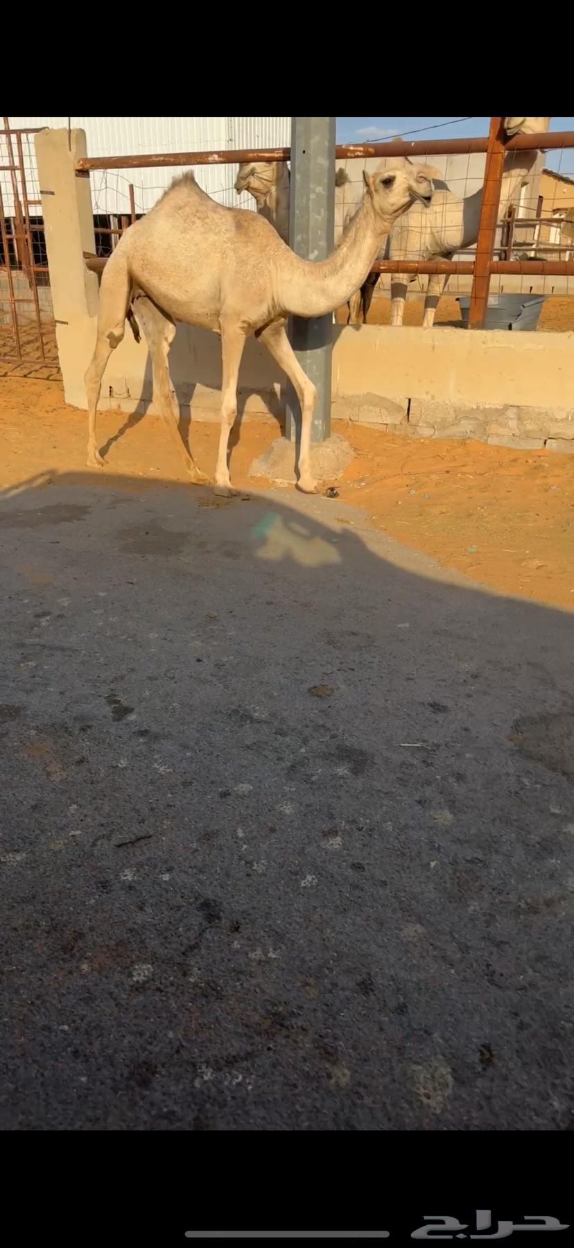 بكره رمانيه64389072573315110