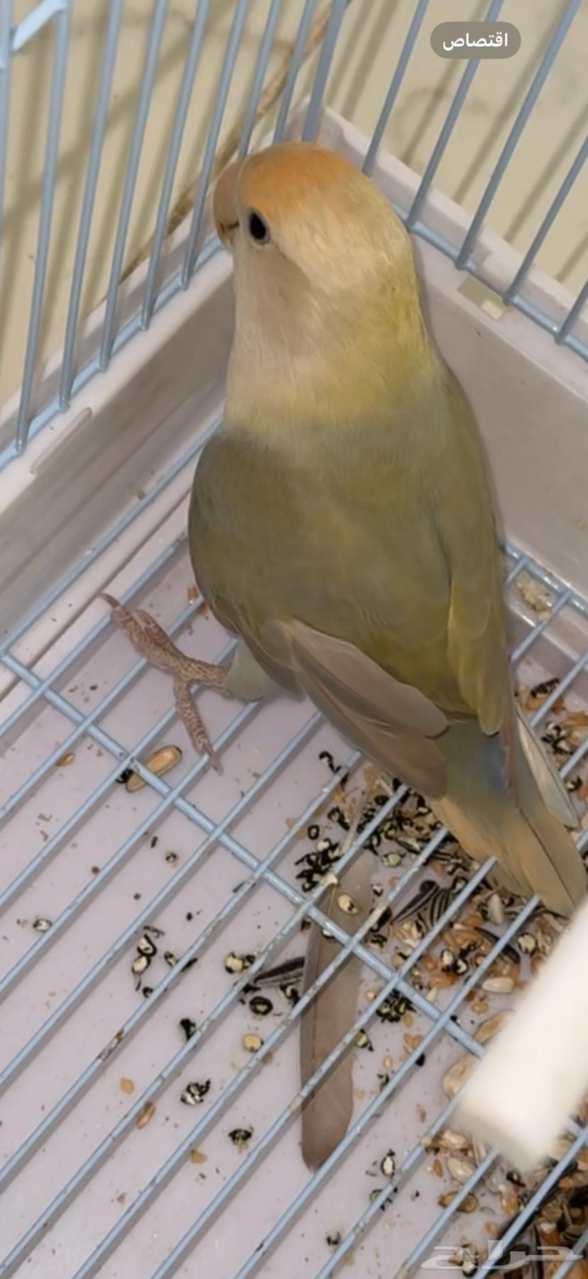 Bird of the day64385719125506110