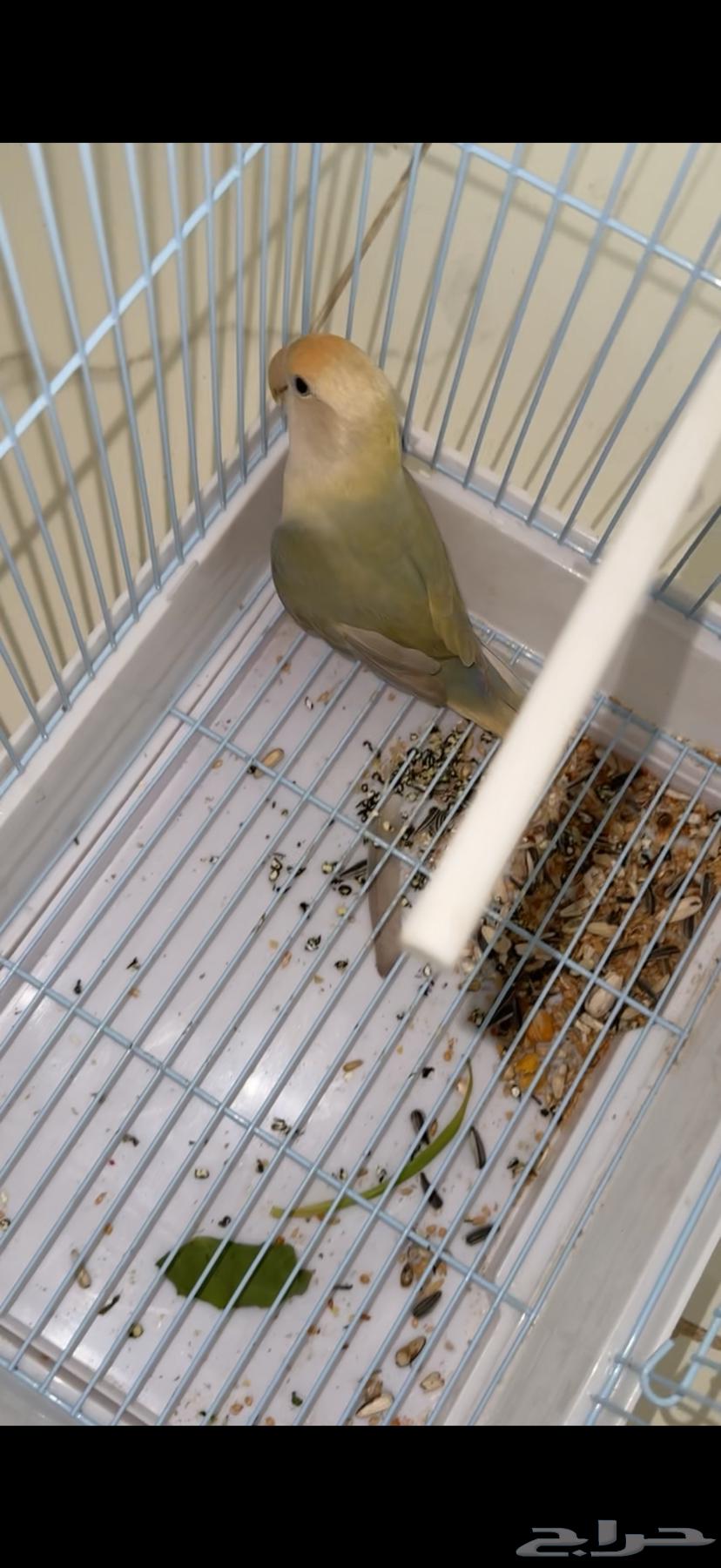 Bird of the day64385719125506111