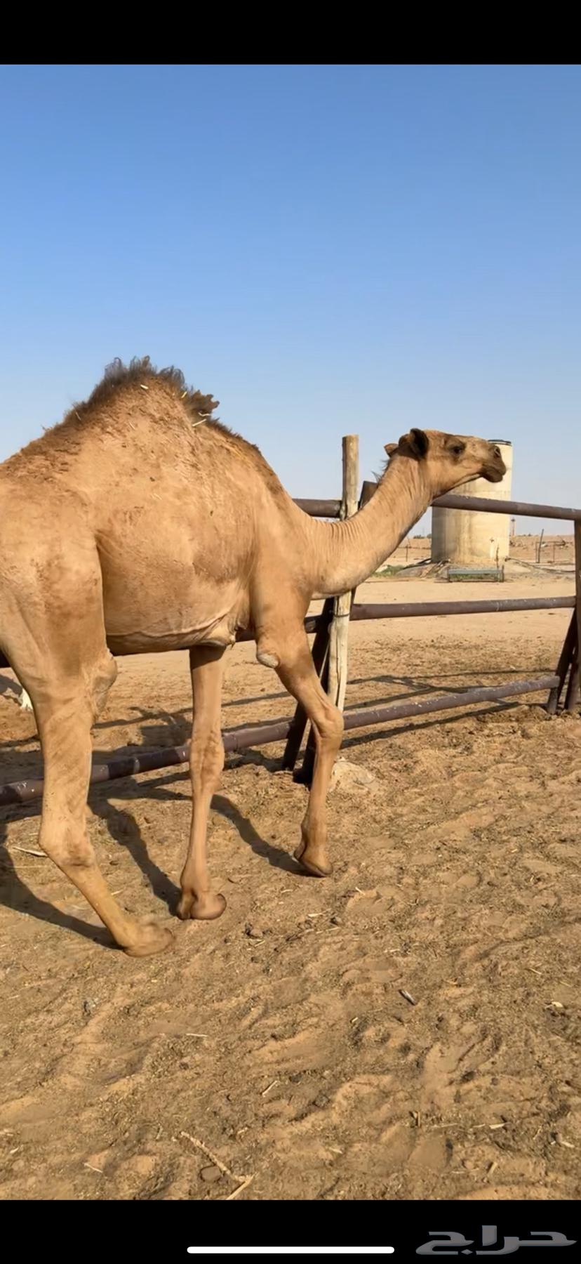 للبيع قعود حاشي64384731321219111