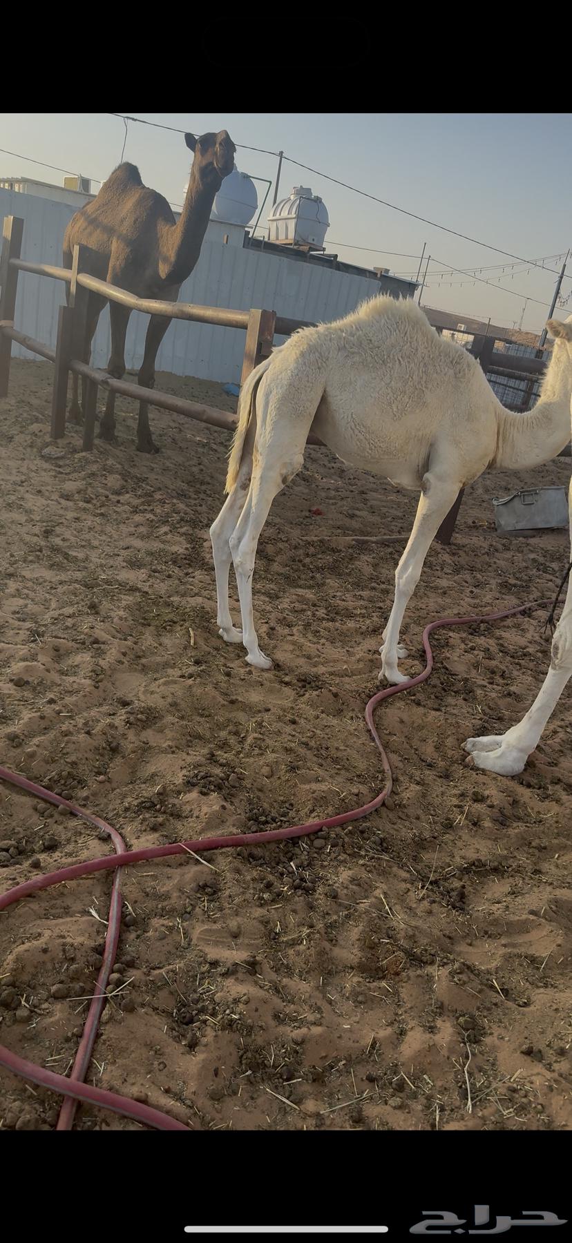 حاشي لباني64388385639299110