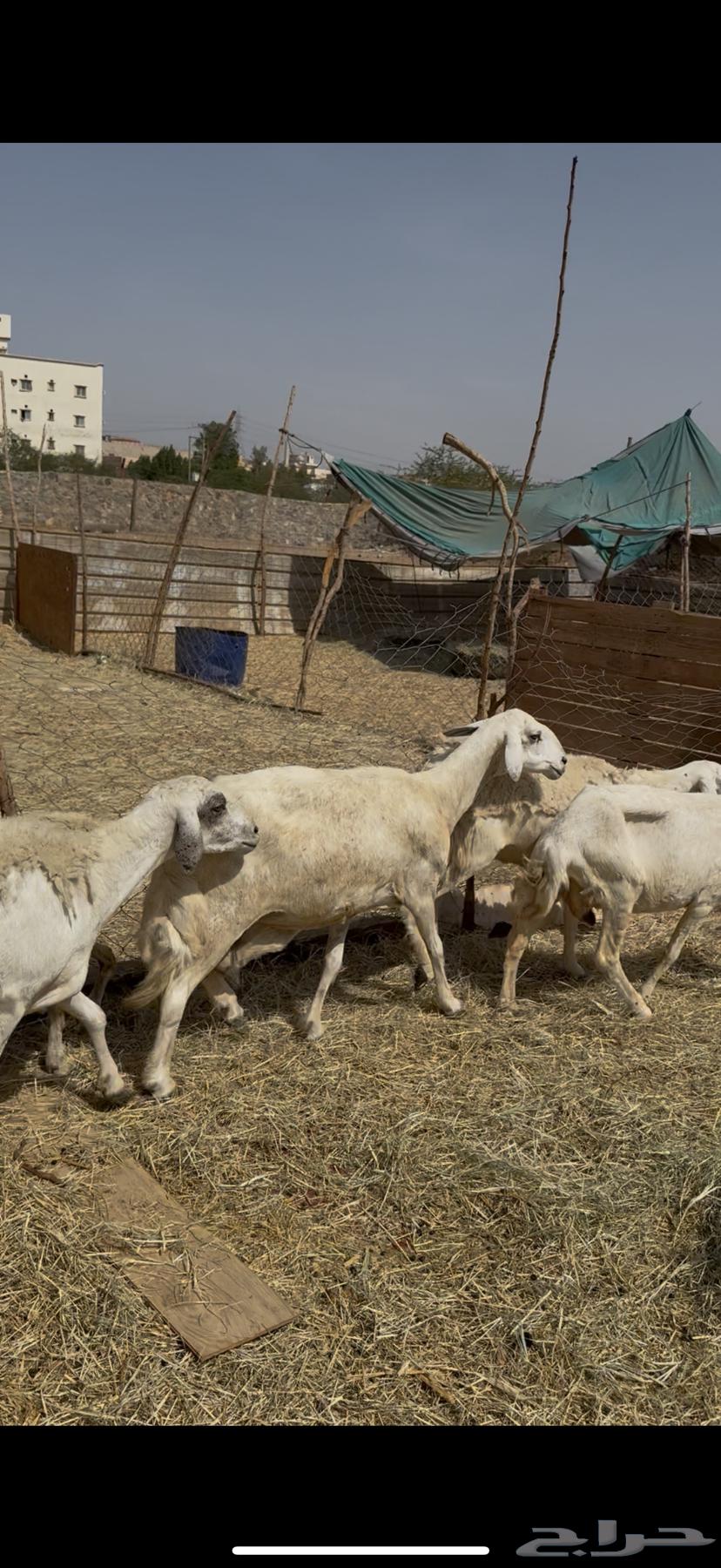 5 sheep, payment freedom for one customer at 75064384479060355112