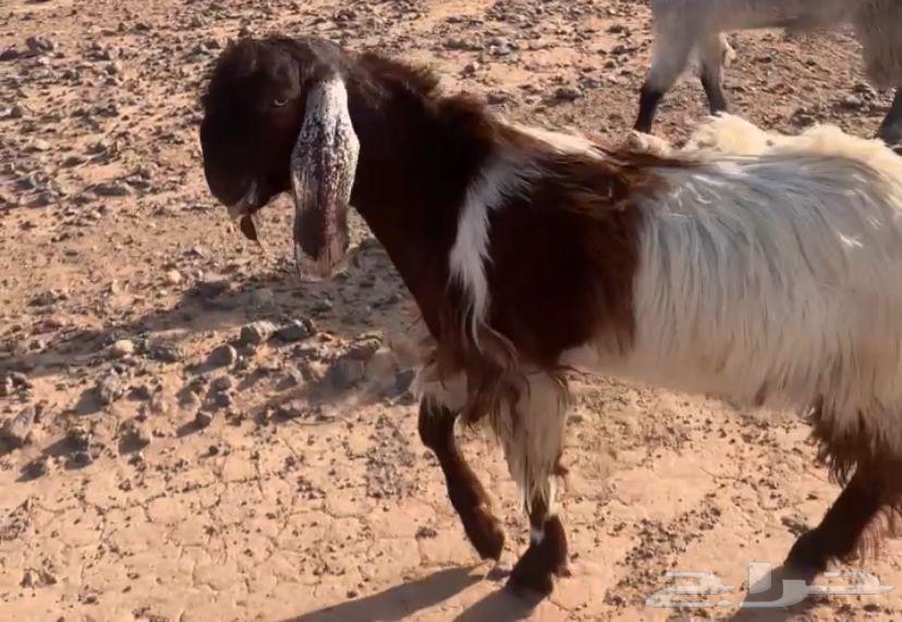 تيس للبيع64383650157057110