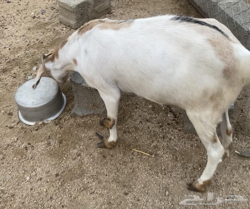 غنم للبيع64382017981058111