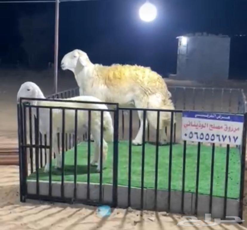 مشروع فحل حري نادر64381562195203112