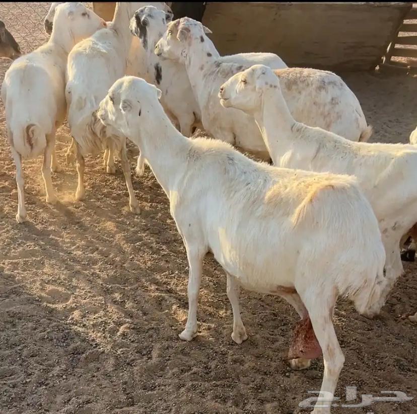 غنم للبيع64390665322243110