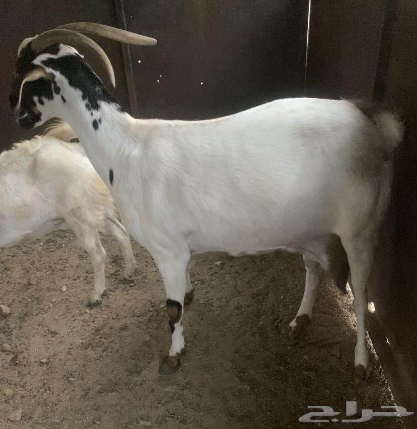 غنم للبيع64382017981058110