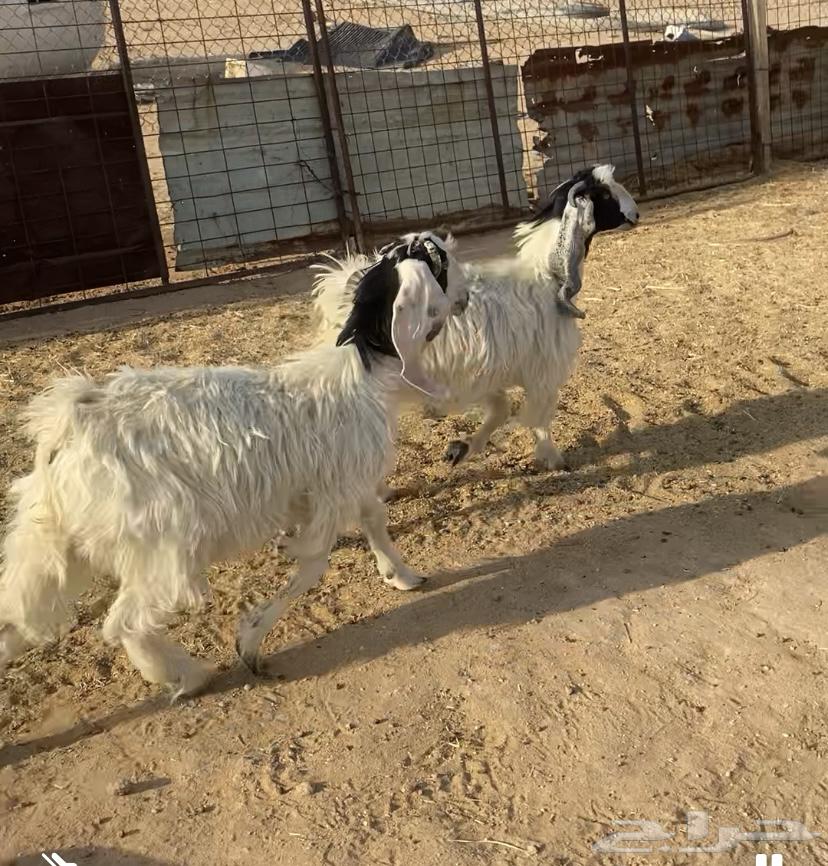 جفرات جذعات للبيع64382749279233111