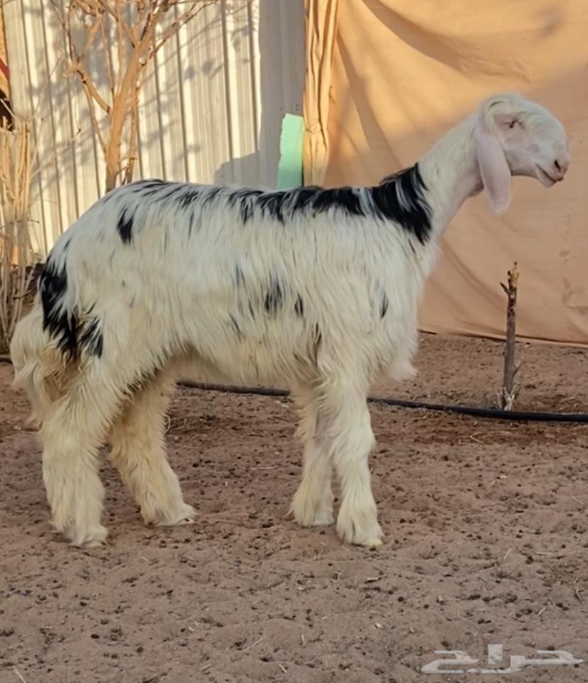 رخل نجديه64388385675906111