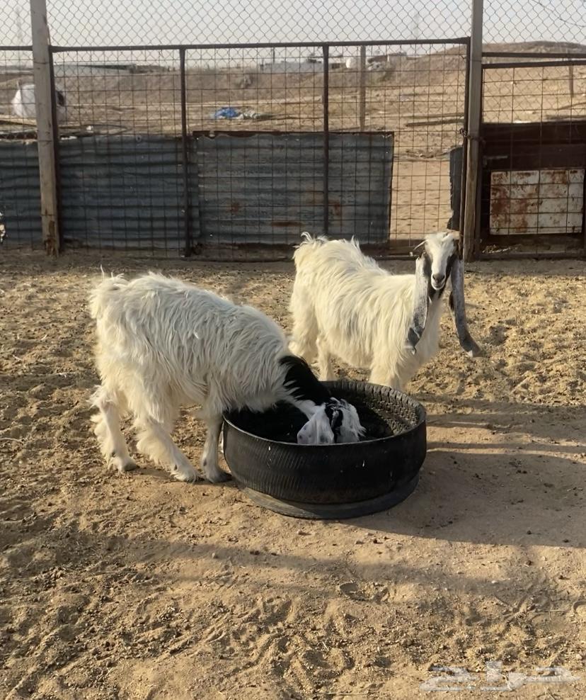 جفرات جذعات للبيع64382749279233112