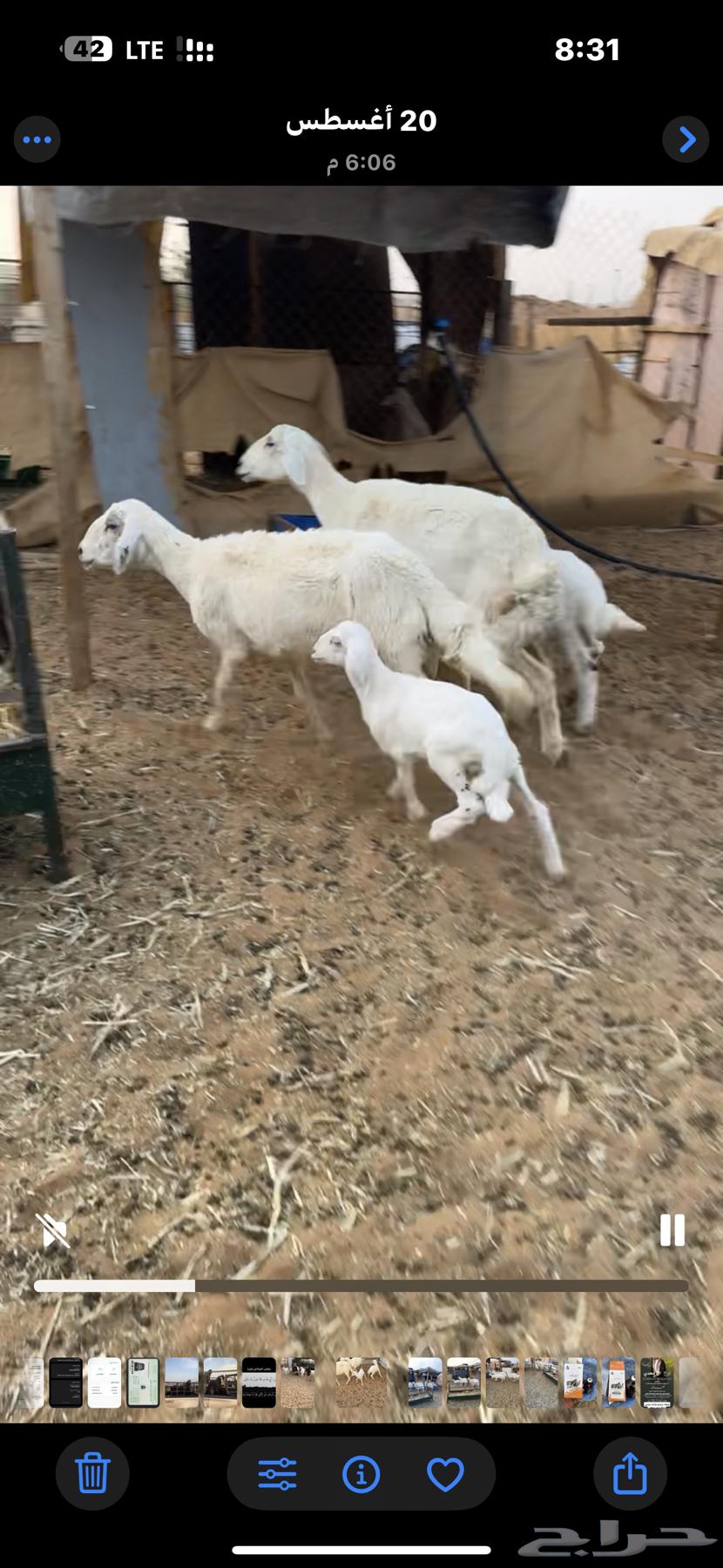 للبيع شاتين64389806061697112