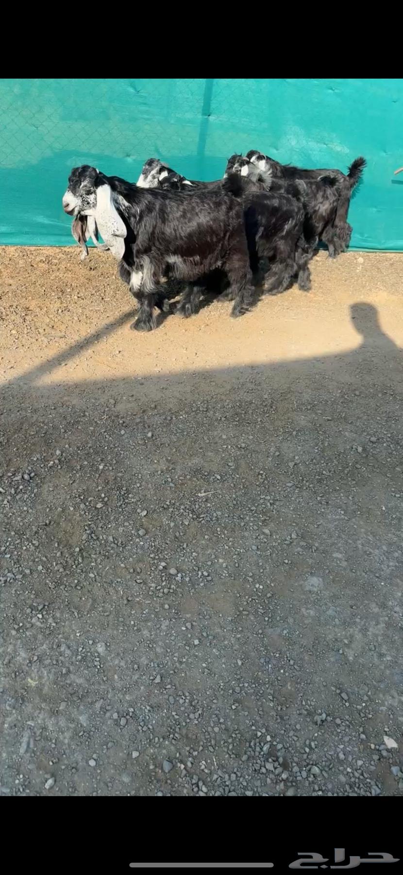 جفرات عوارض نوادر خصم الخصم تممم البيع64386318749313111