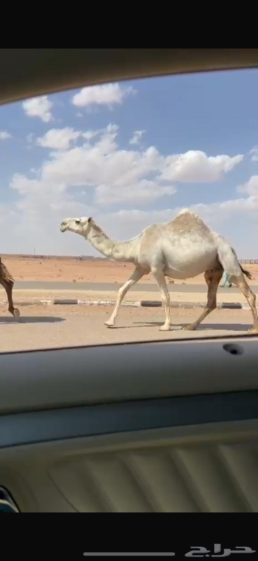 البل64391811543555110