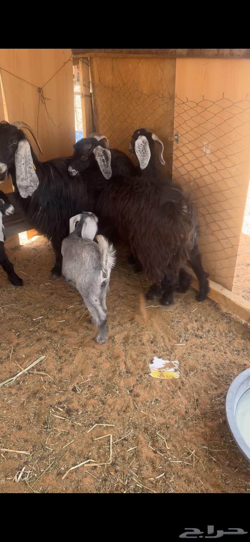 للبيع عنزين تحتها 464389031750914112