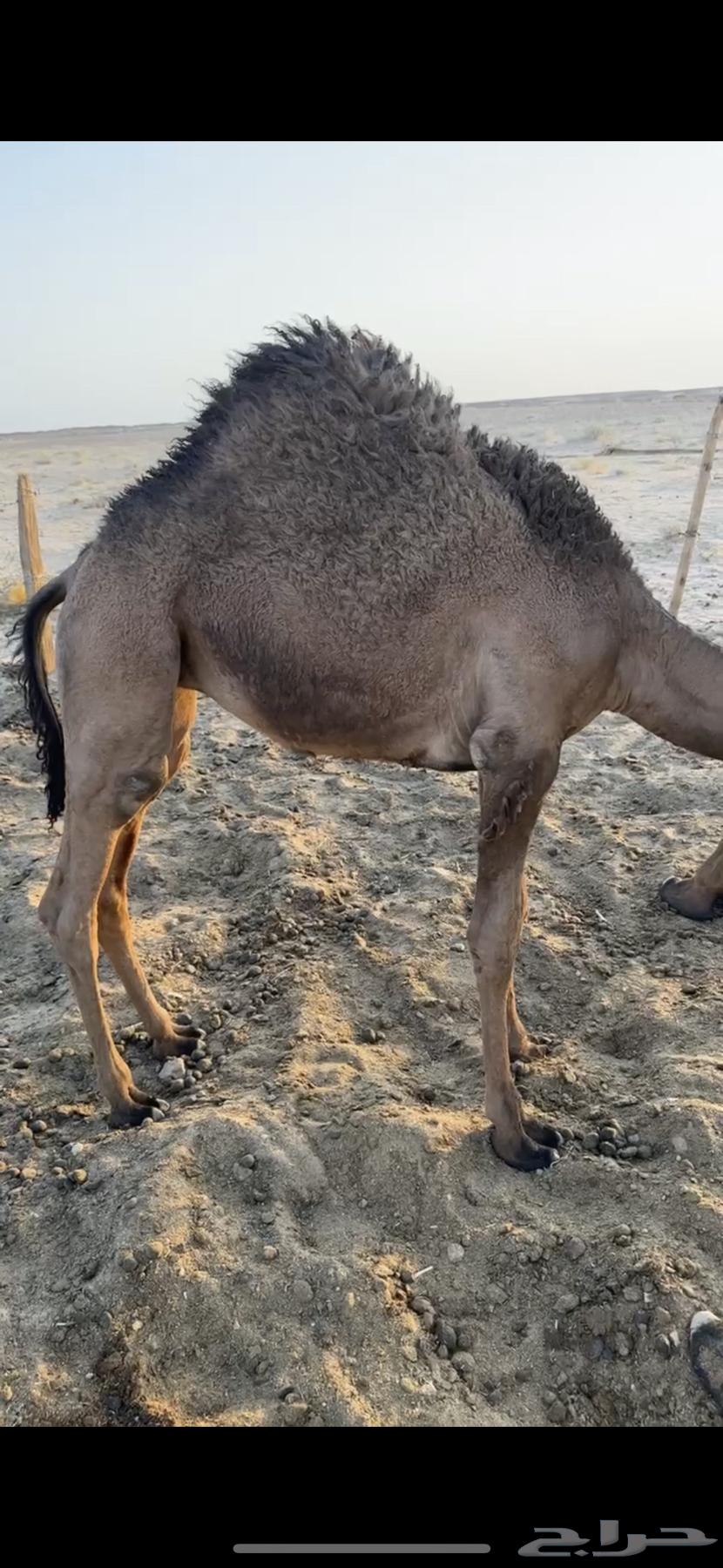 حاشي قصب64390747661953111