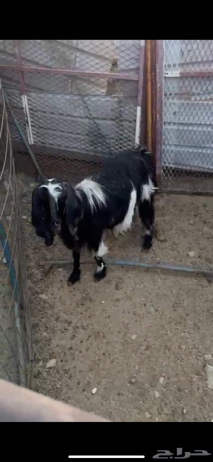 غنم للبيع64392127896450113
