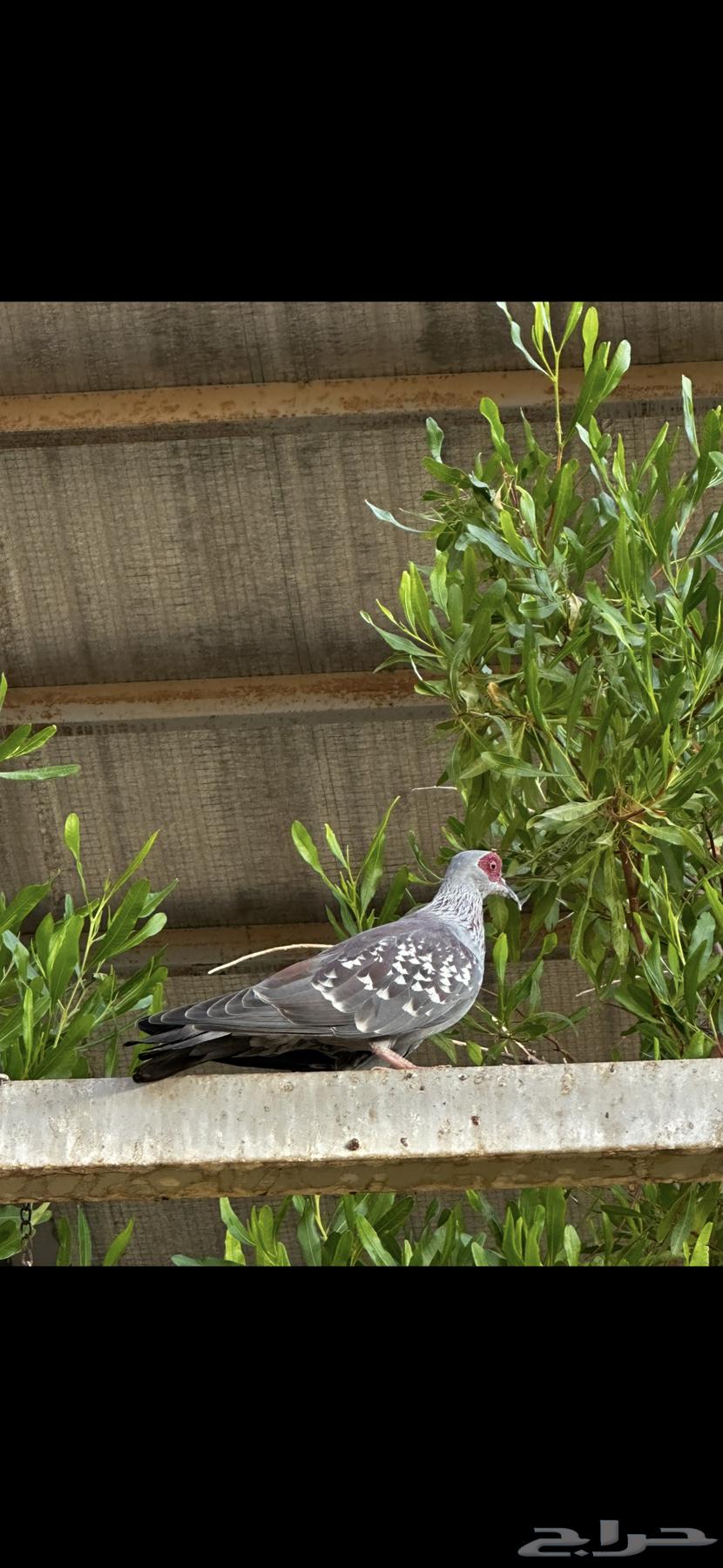للبيع حمام قمري ابو جفن64391188217987111
