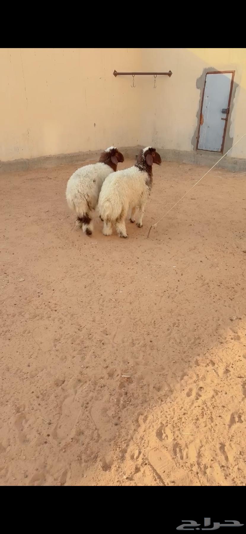 ذبيح نعيم الريآض حي الشفآء آي مكان نوصل فيه ذبح باقي آثنين64380390298627111