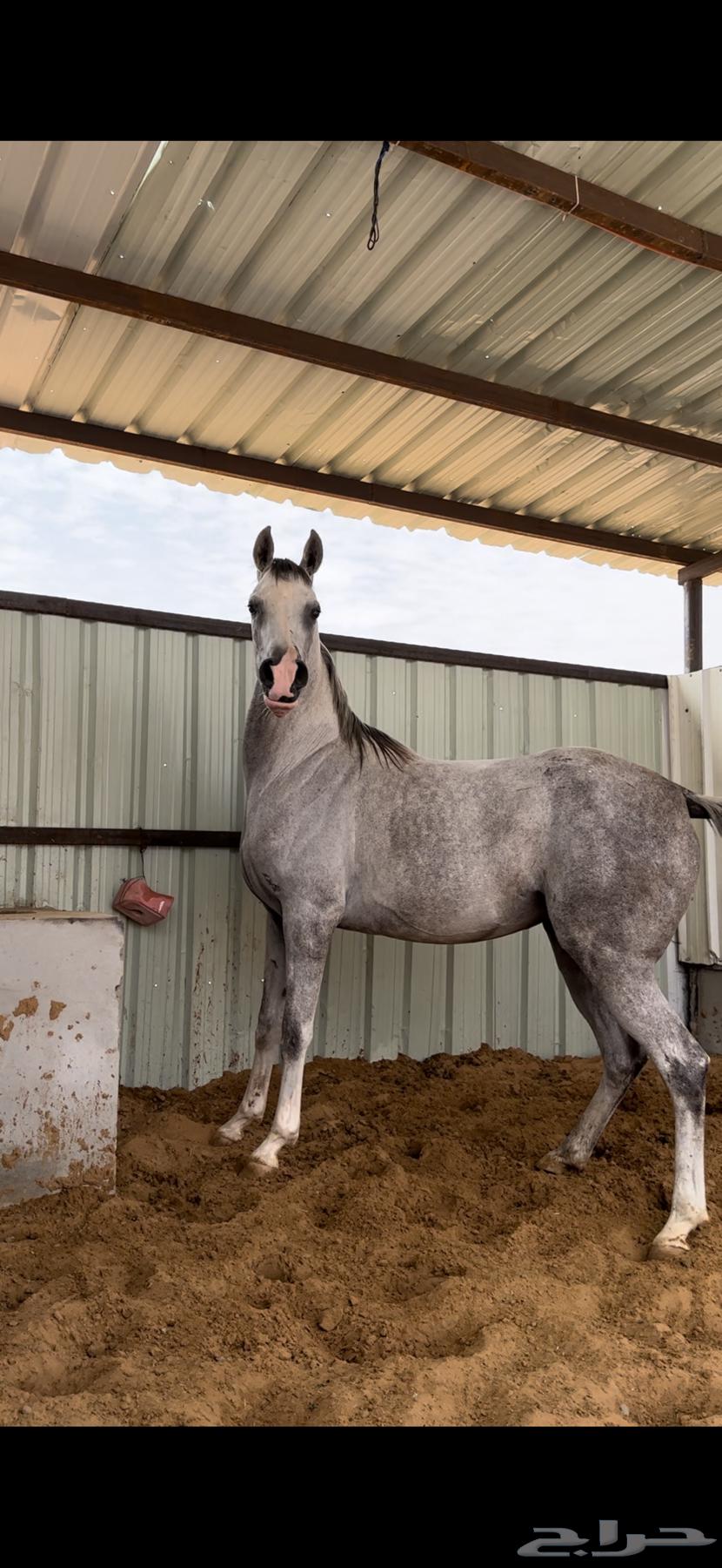 Purebred mare, sound condition64378454989697111