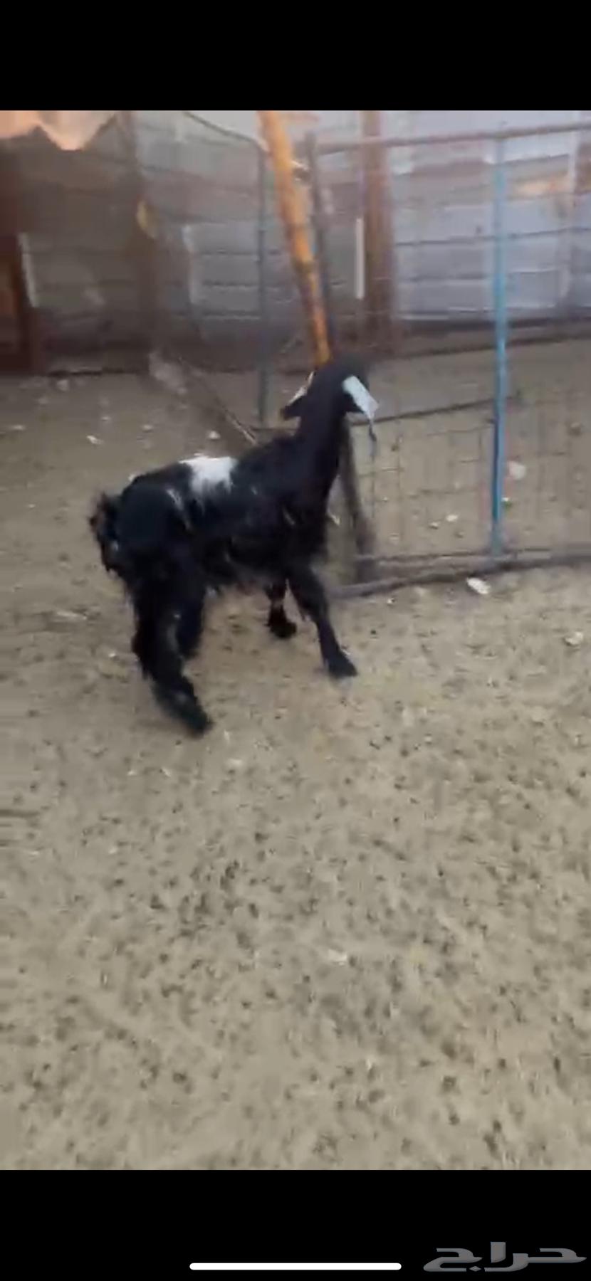 غنم للبيع64392127896450111