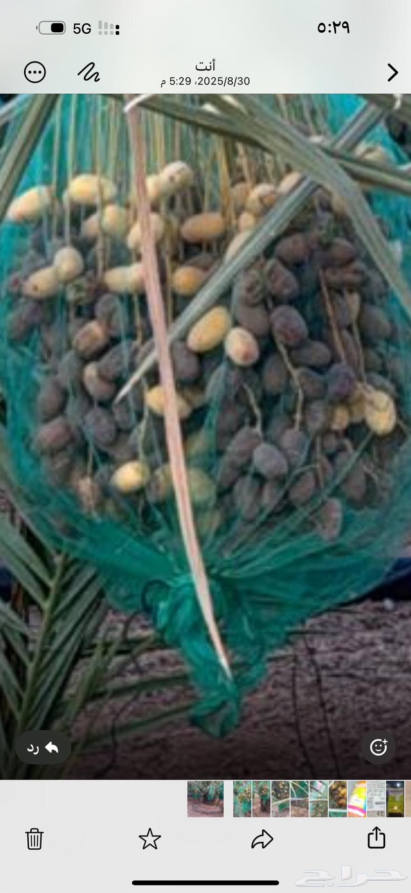 للبيع ثمر النخل سكري وخلاص عدد 180 نخله64386947802497111