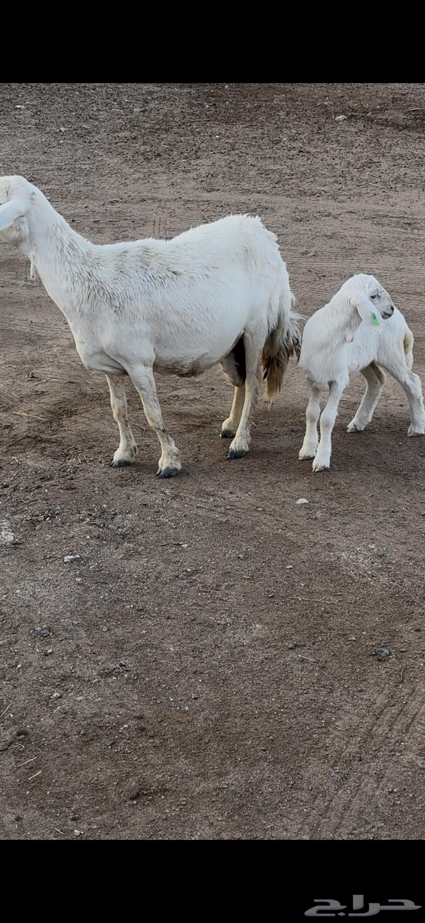 للبيع حرية والد64389405960451110