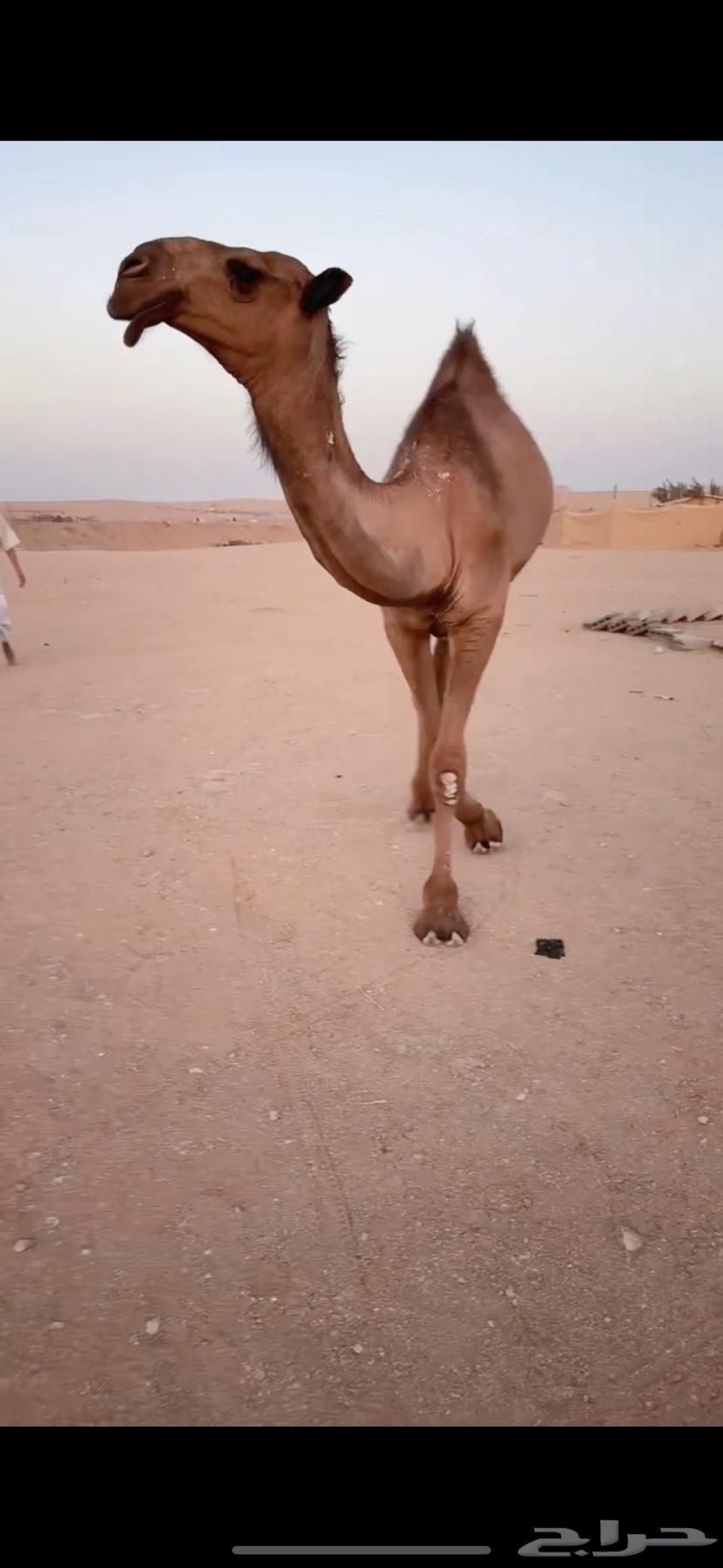 قعود أصفر كفو عوني سنه حق64379790481538110